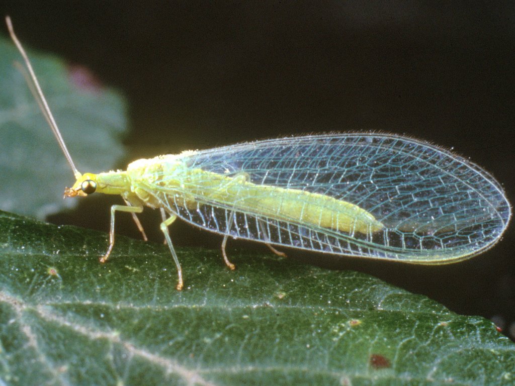https://www.bctfpg.ca/files/LACEWING(1).jpg